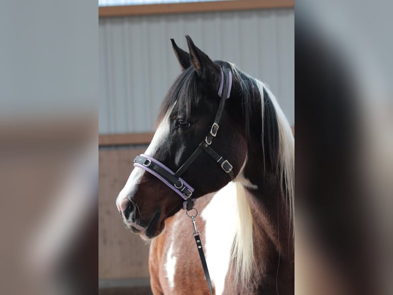 Pintos Hongre 17 Ans 155 cm Pinto in Escheburg