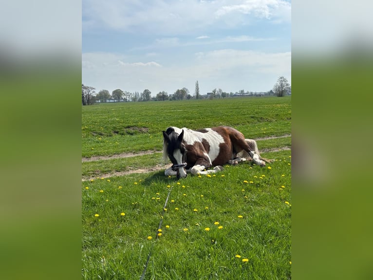 Pintos Hongre 17 Ans 155 cm Pinto in Escheburg