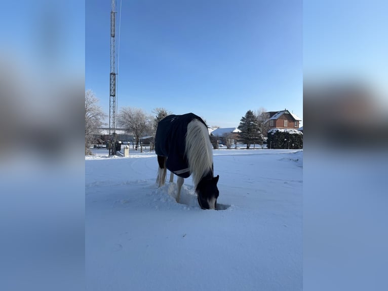 Pintos Hongre 17 Ans 155 cm Pinto in Escheburg