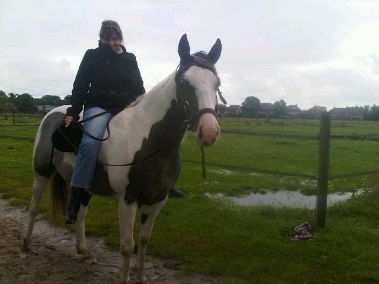 Pintos Hongre 18 Ans 158 cm Pinto in Amsterdam