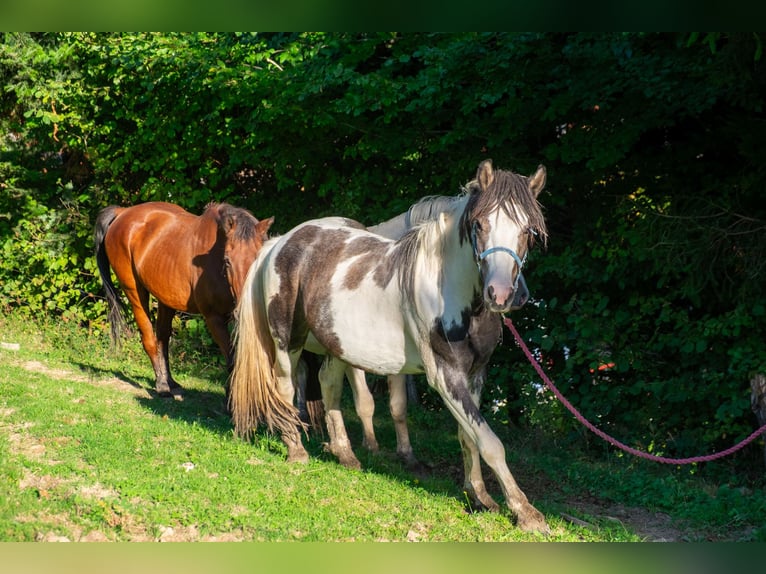 Pintos Hongre 3 Ans 135 cm Pinto in Wambach, Kleines Wiesental