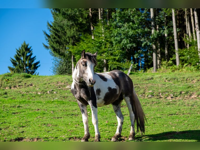 Pintos Hongre 3 Ans 135 cm Pinto in Wambach, Kleines Wiesental
