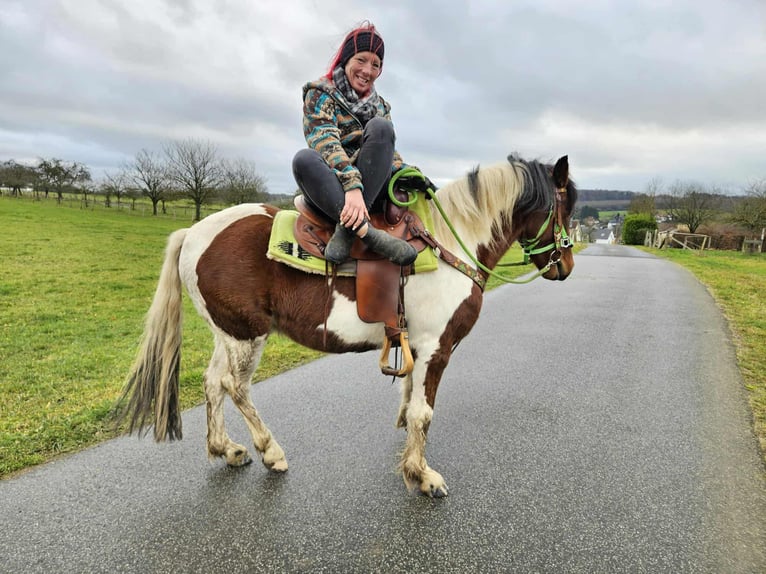 Pintos Hongre 3 Ans 143 cm Pinto in Linkenbach
