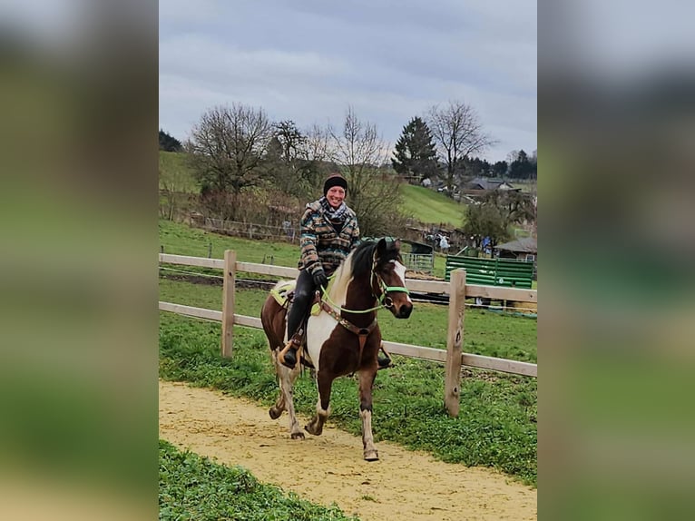 Pintos Hongre 3 Ans 143 cm Pinto in Linkenbach