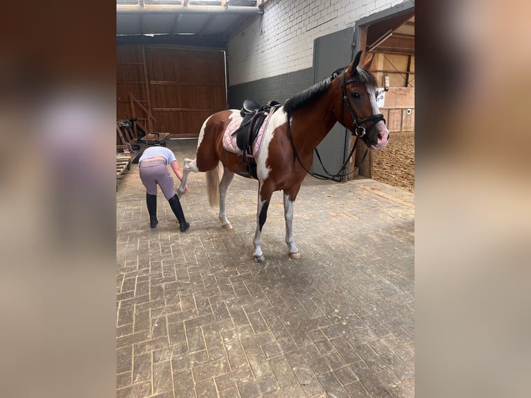 Pintos Croisé Hongre 3 Ans 144 cm Pinto in Isterberg