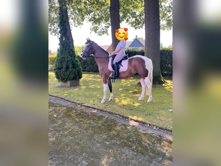 Pintos Croisé Hongre 3 Ans 144 cm Pinto in Isterberg
