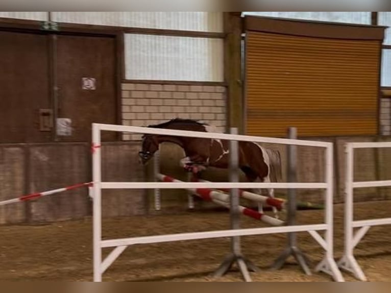 Pintos Croisé Hongre 3 Ans 144 cm Pinto in Isterberg