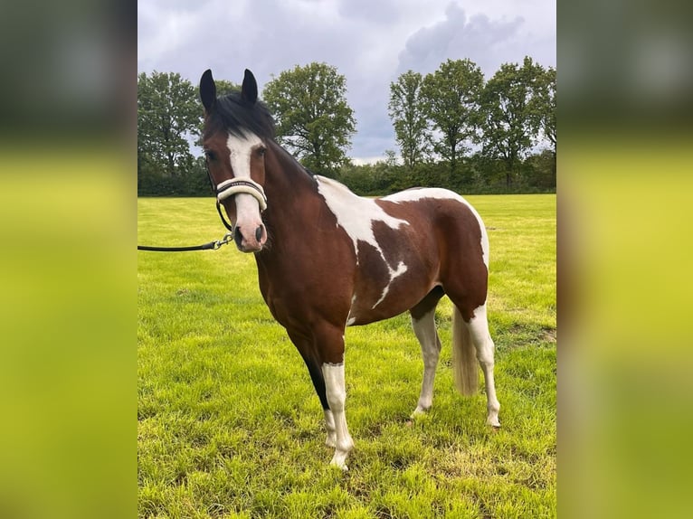 Pintos Croisé Hongre 3 Ans 144 cm Pinto in Isterberg