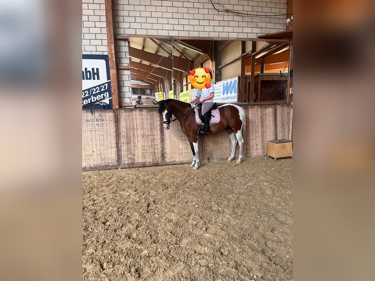 Pintos Croisé Hongre 3 Ans 144 cm Pinto in Isterberg