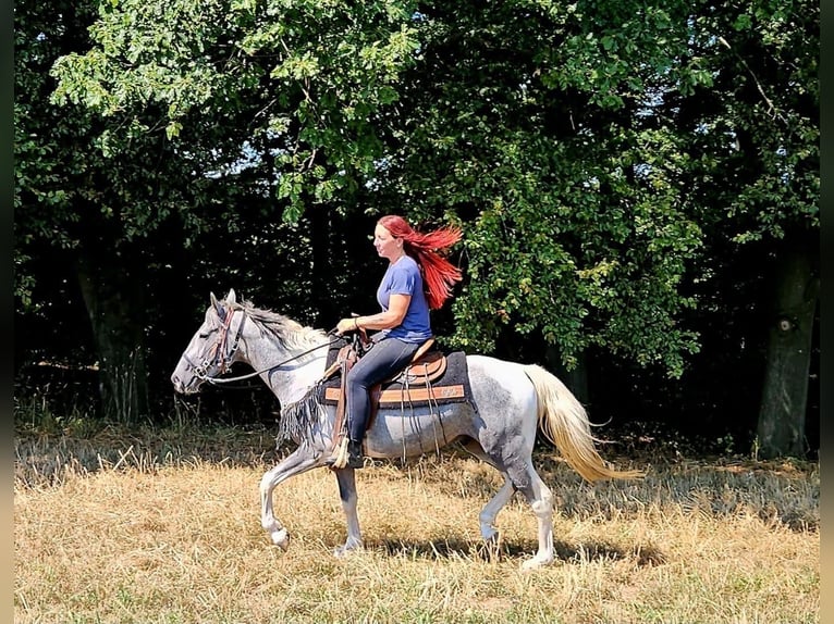 Pintos Hongre 3 Ans 150 cm Pinto in Linkenbach