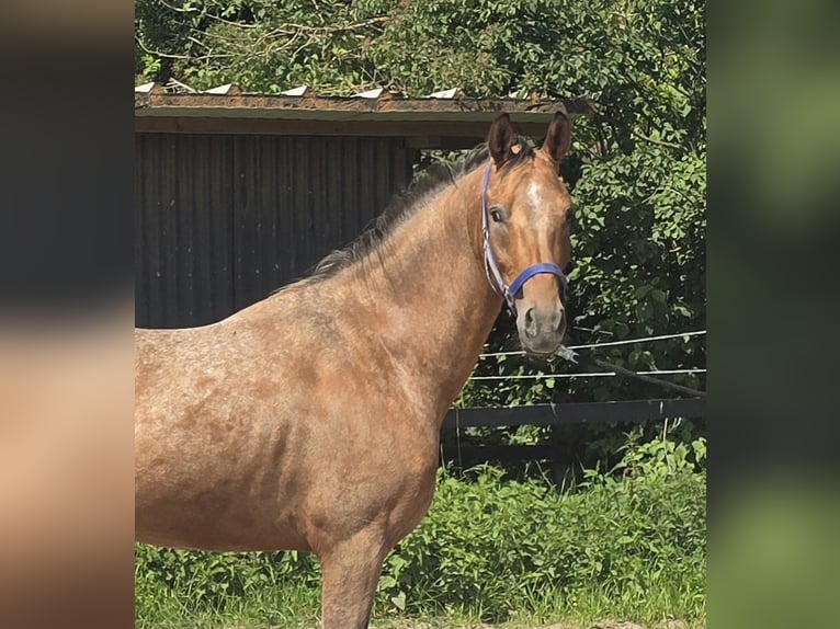 Pintos Croisé Hongre 3 Ans 152 cm Léopard in M&#xFC;lheim an der Ruhr