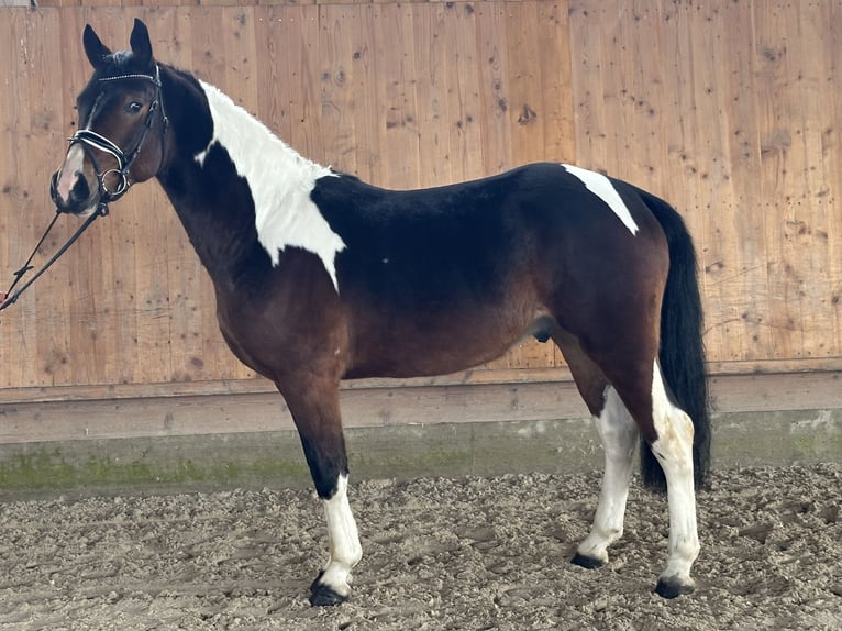 Pintos Hongre 3 Ans 154 cm Pinto in Riedlingen