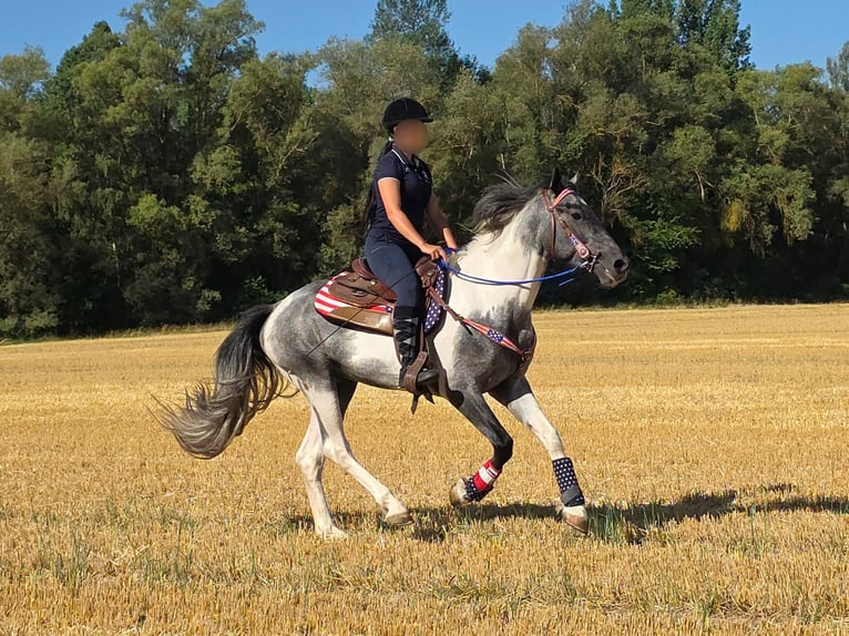 Pintos Hongre 3 Ans 154 cm Pinto in Linkenbach