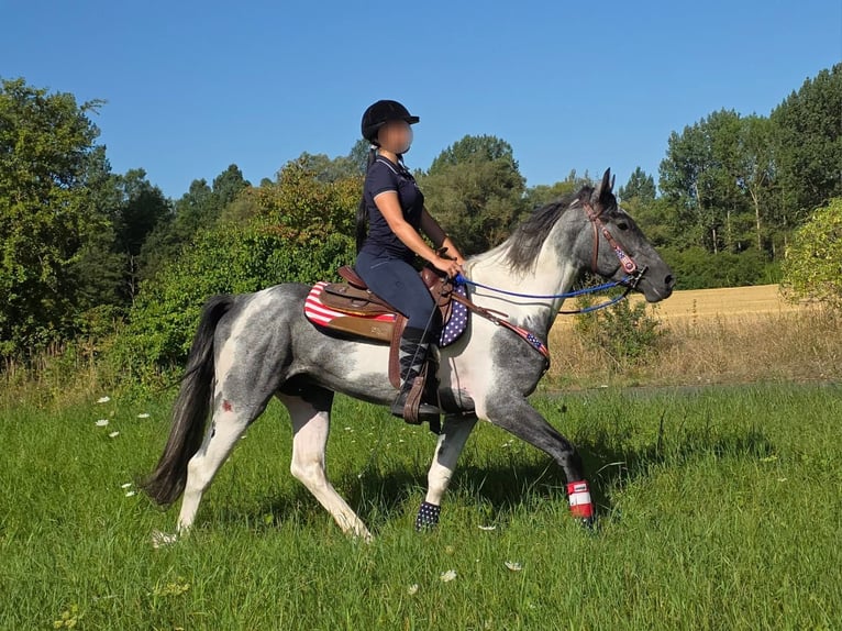 Pintos Hongre 3 Ans 154 cm Pinto in Linkenbach