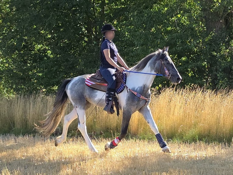 Pintos Hongre 3 Ans 154 cm Pinto in Linkenbach