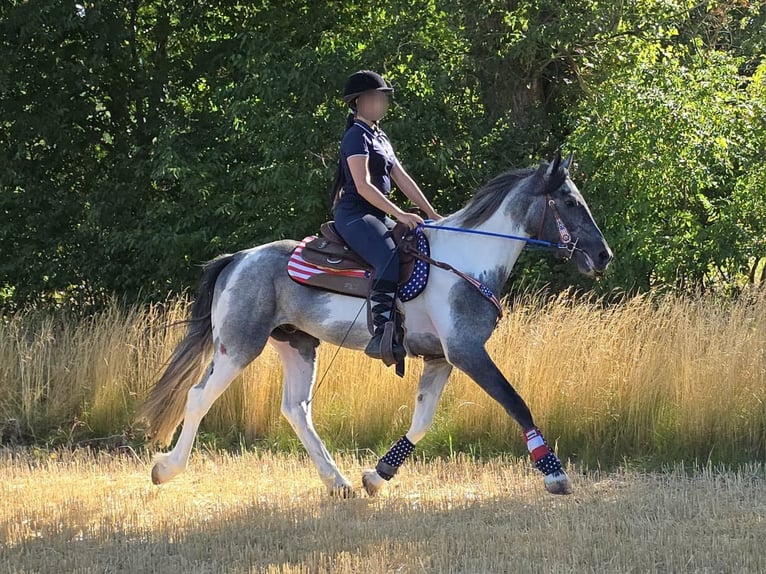 Pintos Hongre 3 Ans 154 cm Pinto in Linkenbach