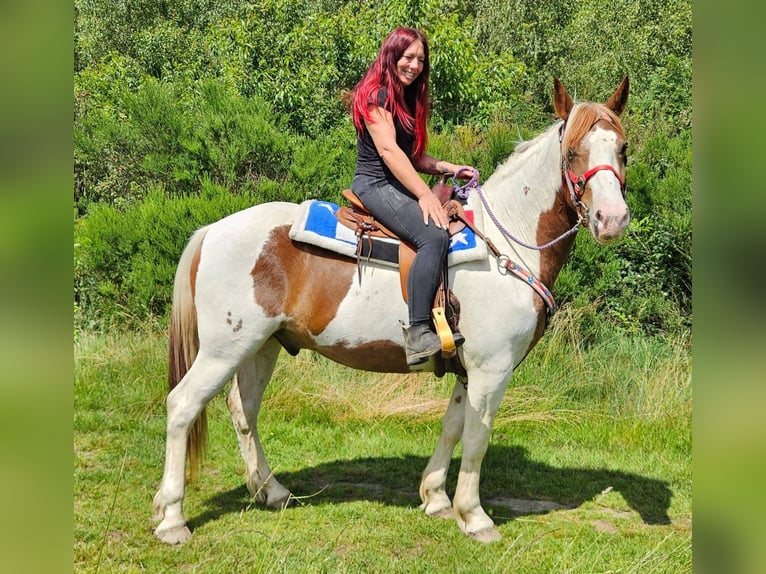 Pintos Hongre 3 Ans 160 cm Pinto in Linkenbach