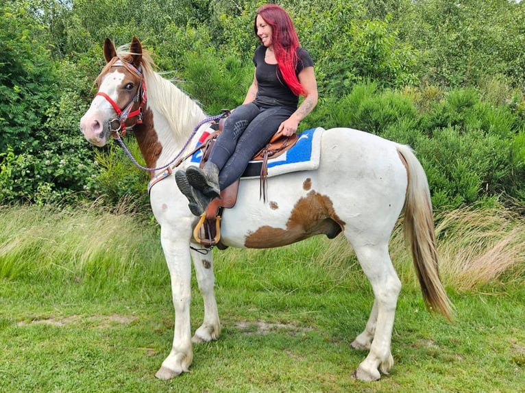Pintos Hongre 3 Ans 160 cm Pinto in Linkenbach