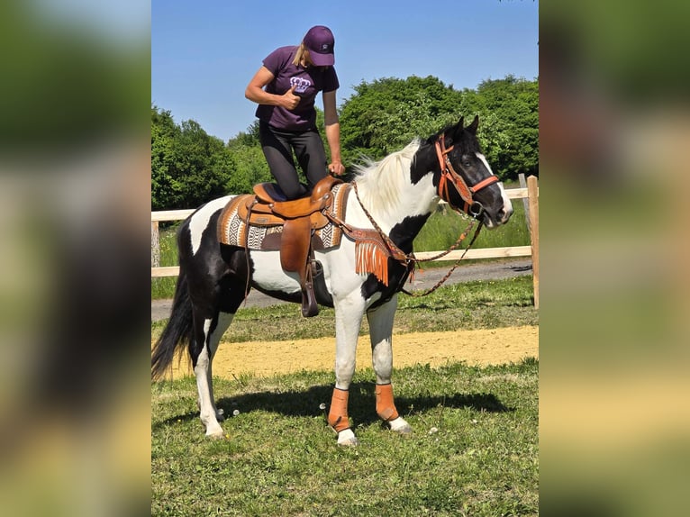 Pintos Hongre 3 Ans in Linkenbach