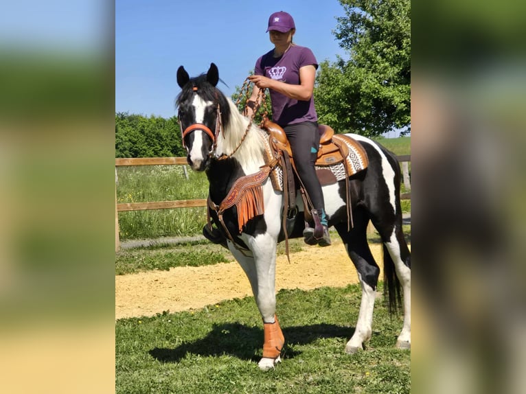 Pintos Hongre 3 Ans in Linkenbach