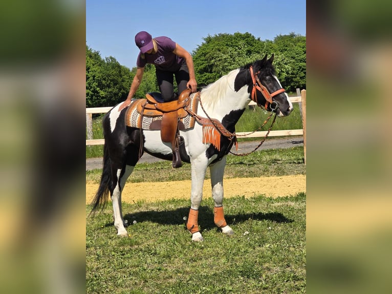 Pintos Hongre 3 Ans in Linkenbach