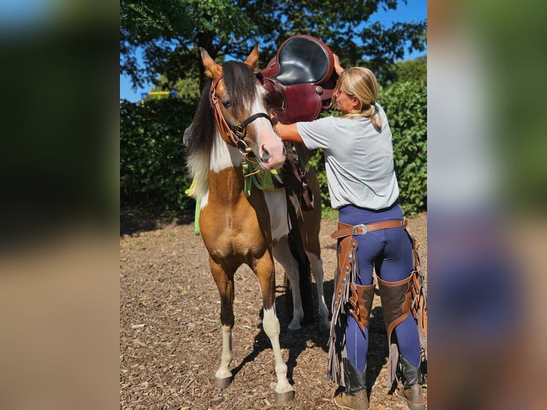 Pintos Hongre 4 Ans 146 cm Pinto in Linkenbach