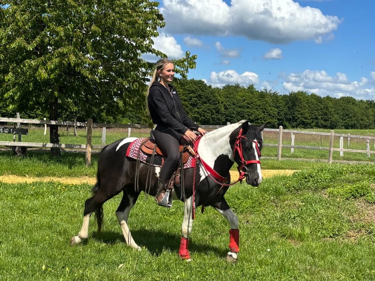 Pintos Hongre 4 Ans 152 cm Pinto in Linkenbach