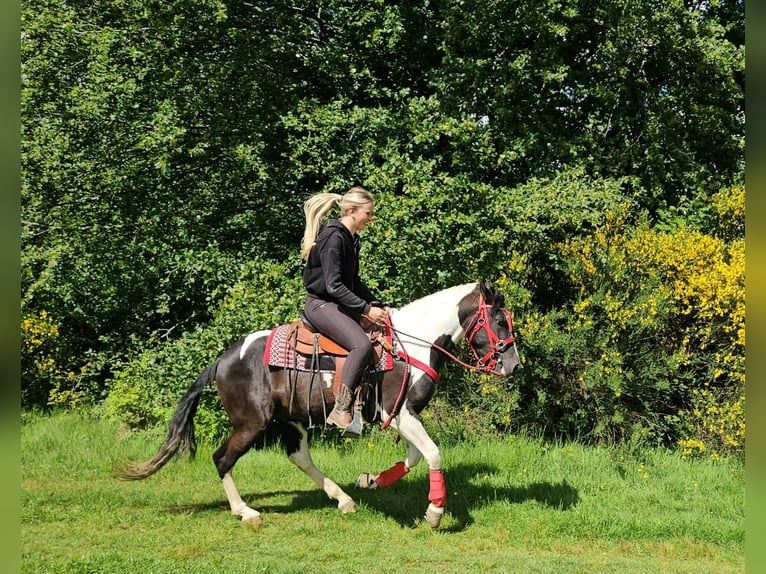 Pintos Hongre 4 Ans 152 cm Pinto in Linkenbach