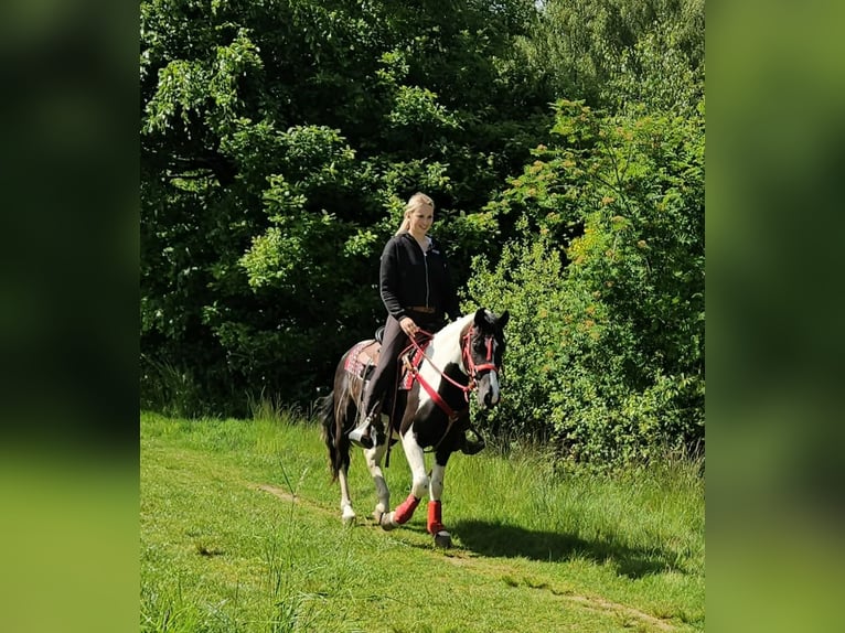 Pintos Hongre 4 Ans 152 cm Pinto in Linkenbach