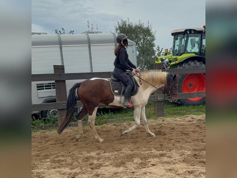 Pintos Hongre 4 Ans 154 cm Pinto in Daleiden
