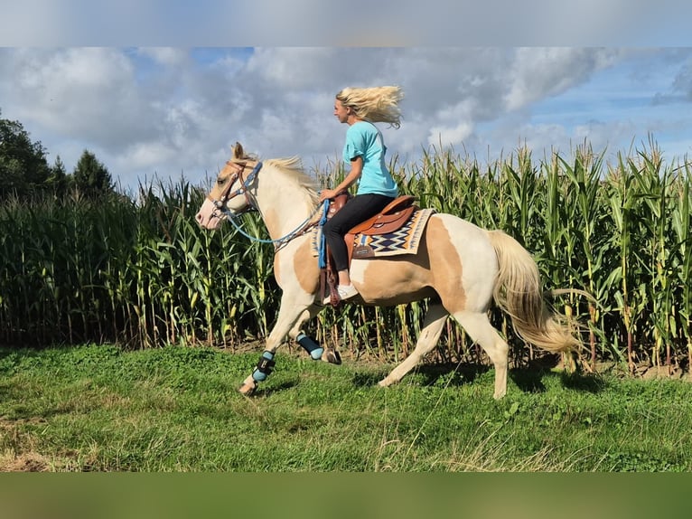 Pintos Hongre 4 Ans 154 cm Pinto in Linkenbach