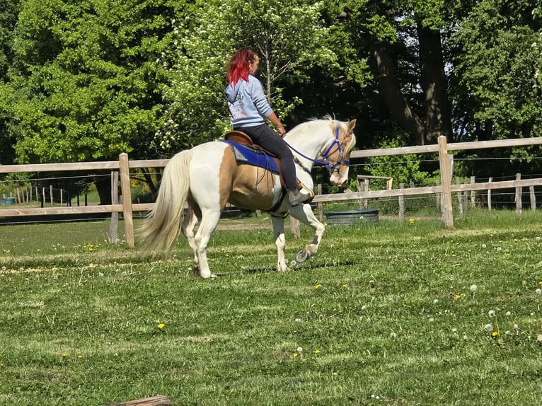 Pintos Hongre 4 Ans 154 cm Pinto in Linkenbach