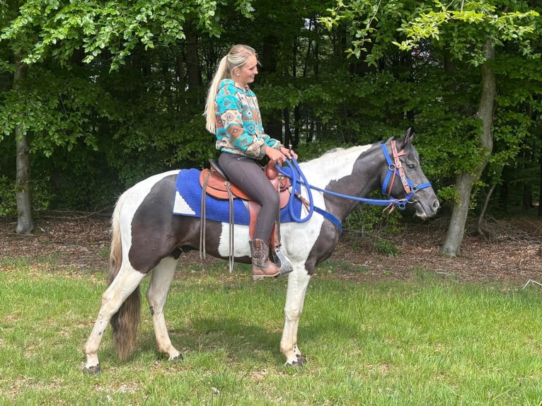 Pintos Hongre 4 Ans 154 cm Pinto in Linkenbach