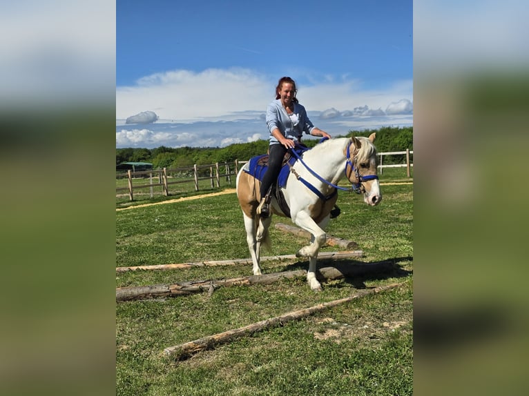 Pintos Hongre 4 Ans 154 cm Pinto in Linkenbach