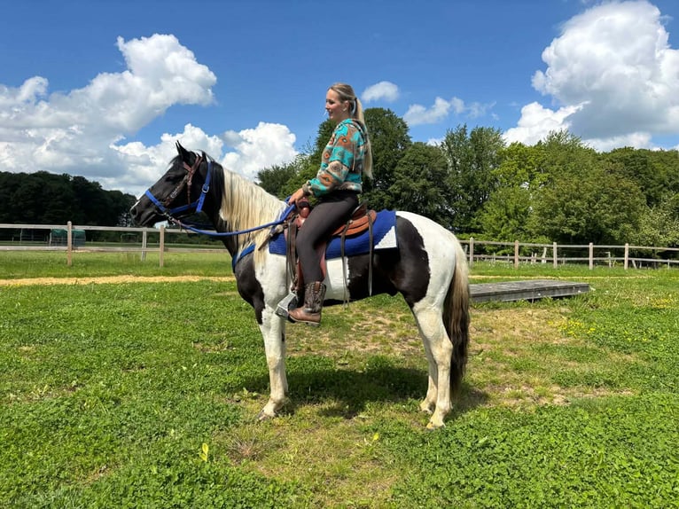 Pintos Hongre 4 Ans 154 cm Pinto in Linkenbach