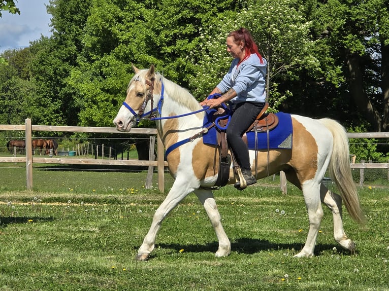 Pintos Hongre 4 Ans 154 cm Pinto in Linkenbach