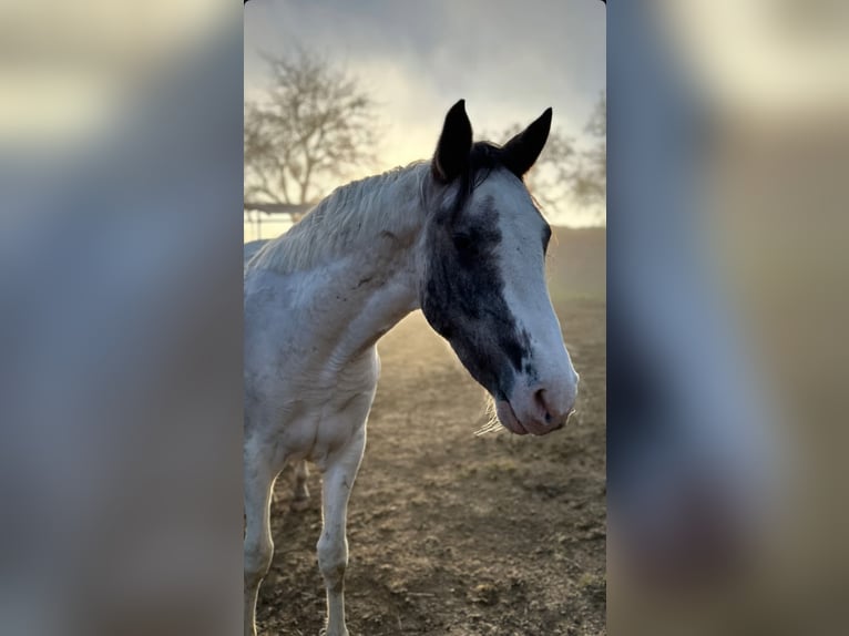 Pintos Croisé Hongre 4 Ans 156 cm Pinto in Vorderstoder