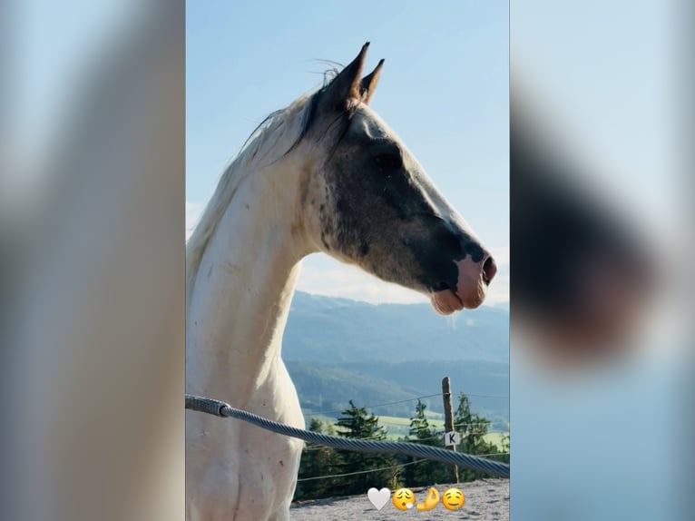 Pintos Croisé Hongre 4 Ans 156 cm Pinto in Vorderstoder