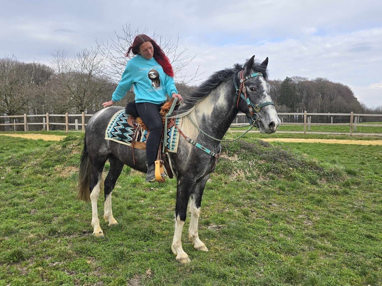 Pintos Hongre 4 Ans 157 cm Pinto in Linkenbach