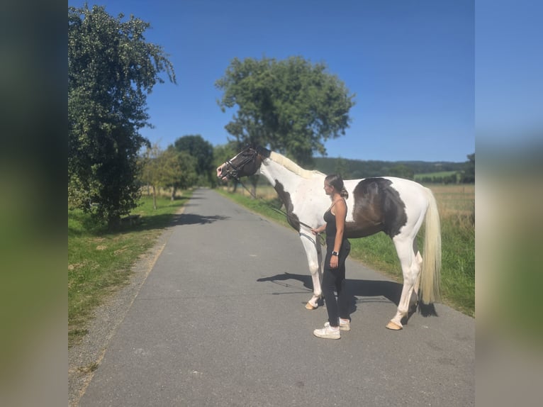 Pintos Hongre 4 Ans 168 cm Pinto in Ellrich
