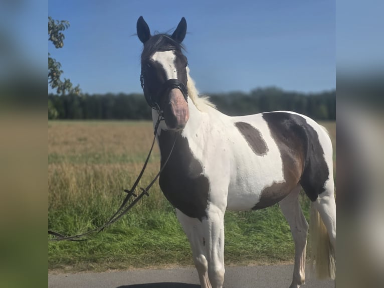 Pintos Hongre 4 Ans 168 cm Pinto in Ellrich
