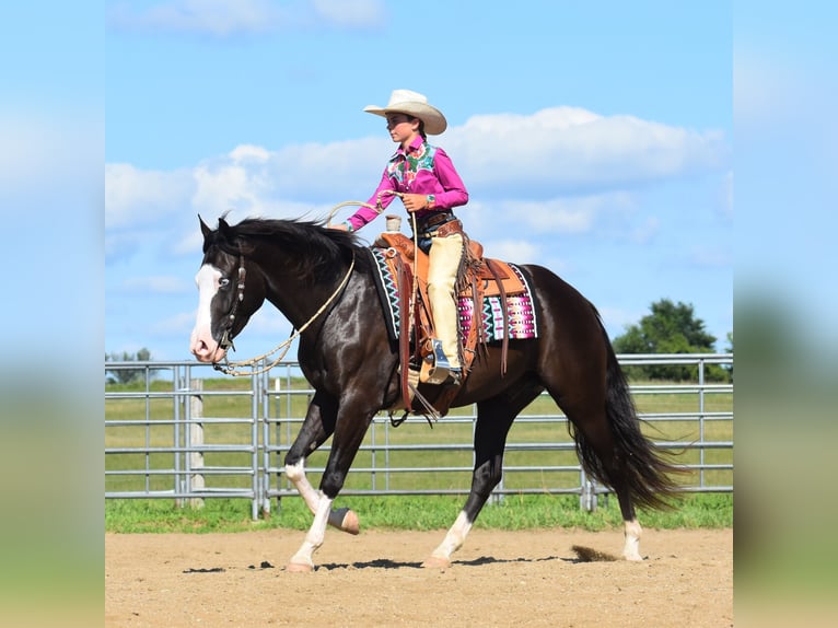 Pintos Hongre 5 Ans 152 cm Noir in Joice