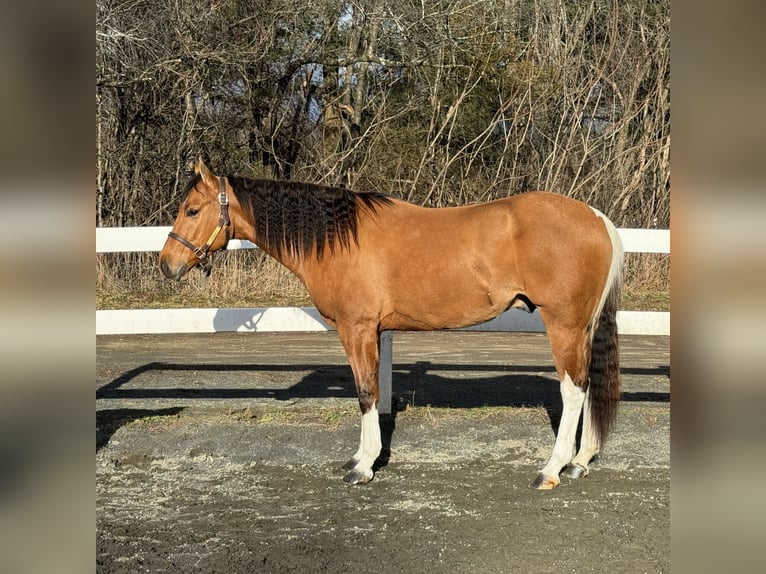 Pintos Hongre 5 Ans 160 cm Isabelle in Granby, CT