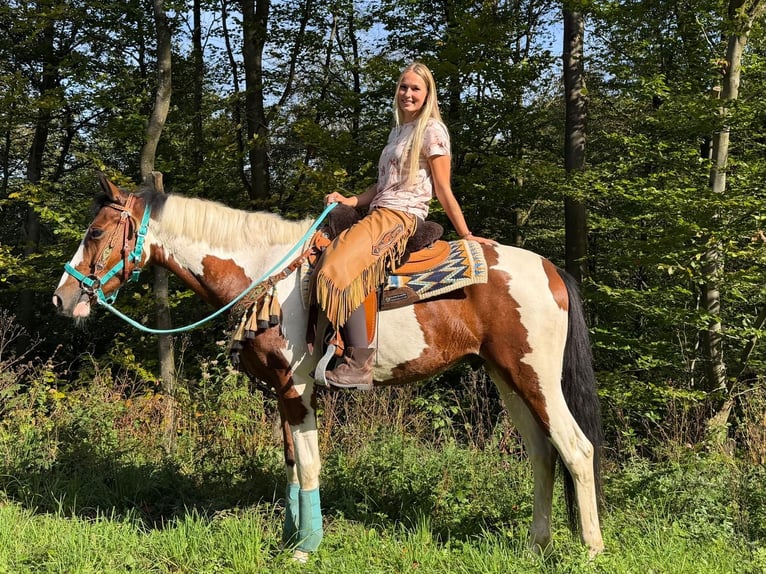 Pintos Hongre 5 Ans 160 cm Pinto in Linkenbach