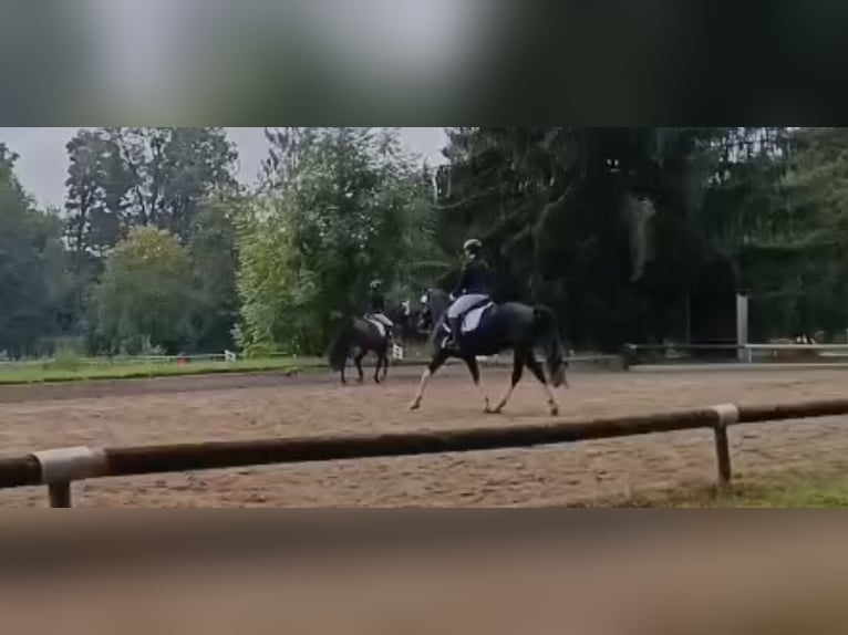 Pintos Hongre 5 Ans Pinto in Bad Endorf