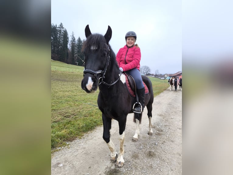 Pintos Hongre 5 Ans Pinto in Bad Endorf