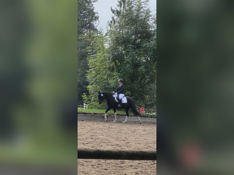 Pintos Hongre 5 Ans Pinto in Bad Endorf