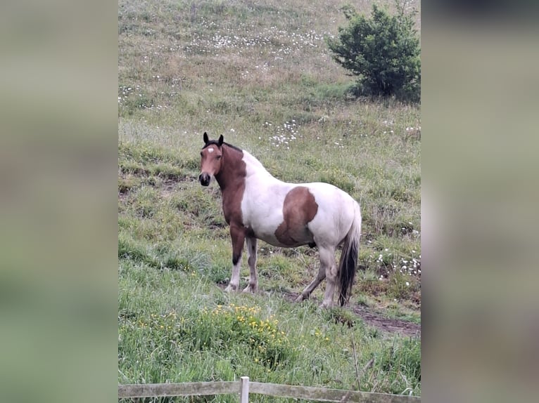 Pintos Hongre 5 Ans Pinto in Weitramsdorf