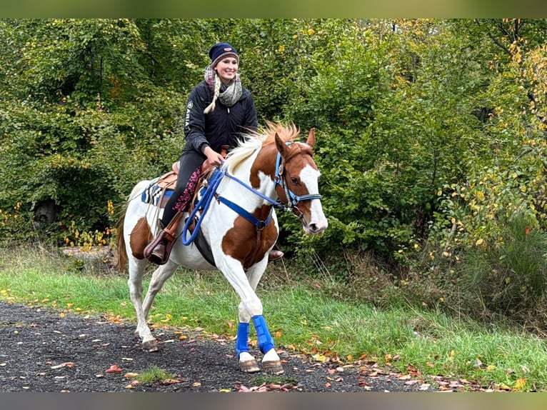 Pintos Hongre 6 Ans 158 cm Pinto in Linkenbach