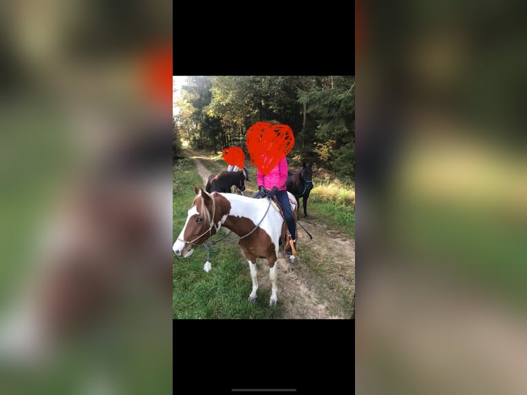 Pintos Hongre 7 Ans 155 cm Alezan in Seevetal